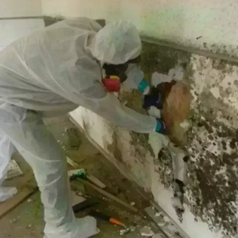 Mold Remediation and Removal in New Market, AL